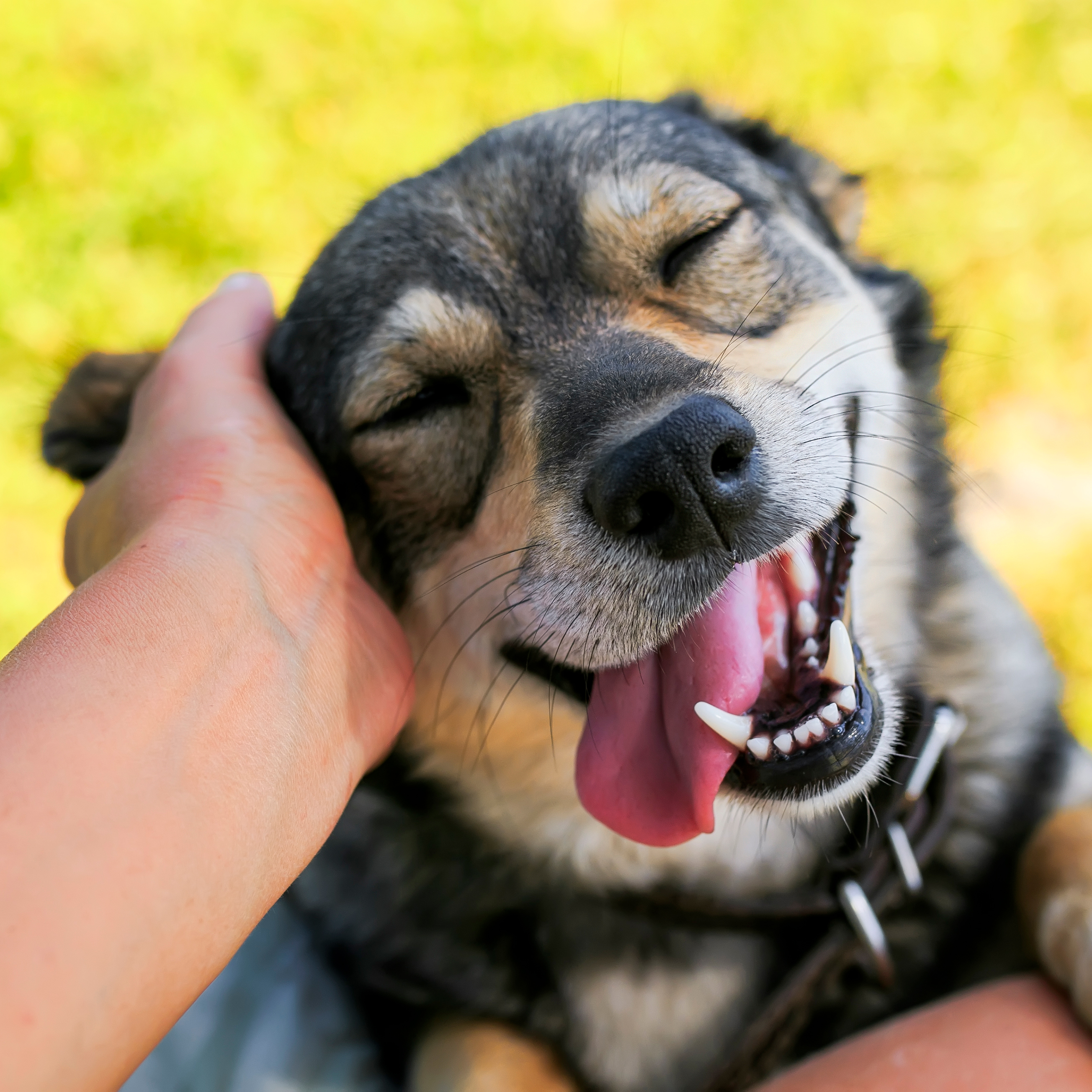 Zufriedener Hund